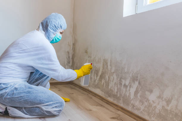 Licensed Mold Inspection service in Newburg, PA - WQB Mold Removal