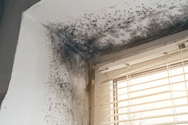 Affordable Mold Inspection solutions in Newburg, PA